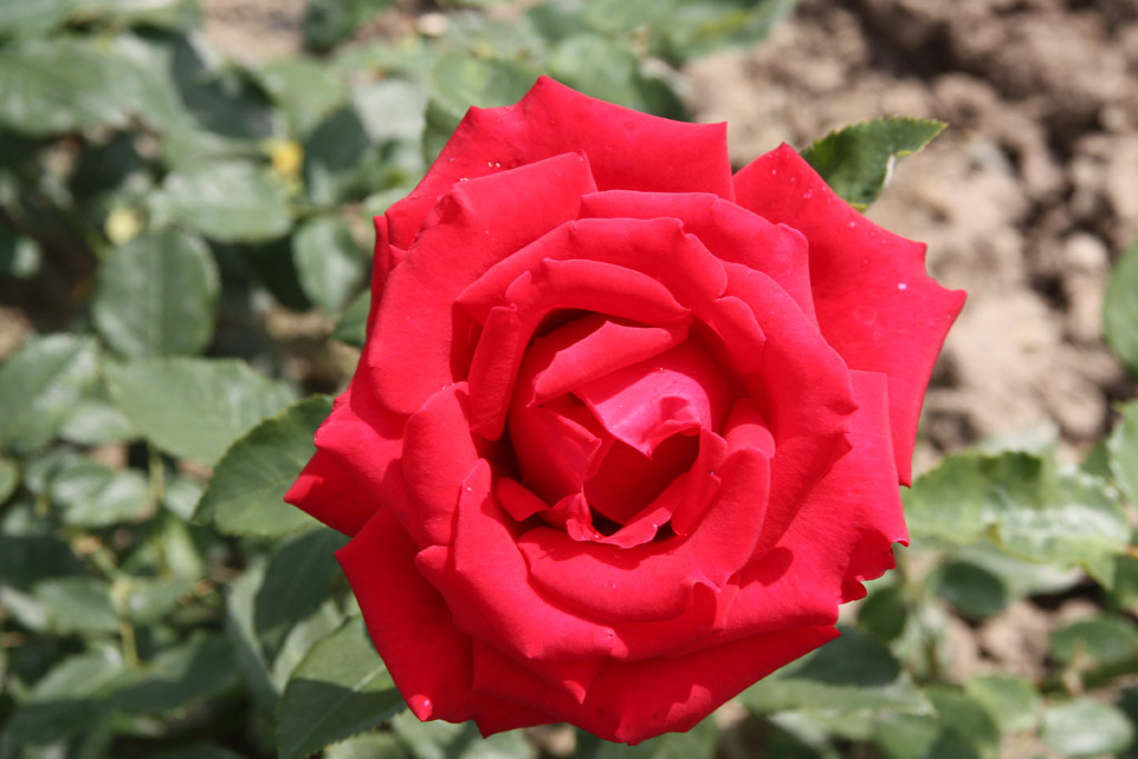 růže Ferry Porsche