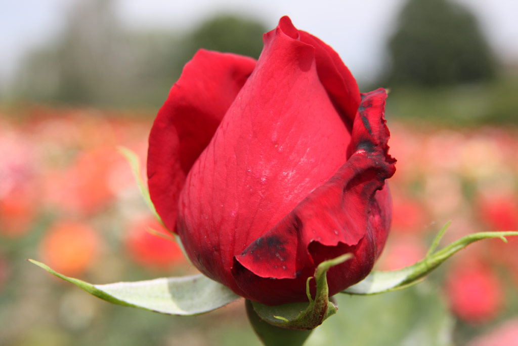 růže Ferry Porsche