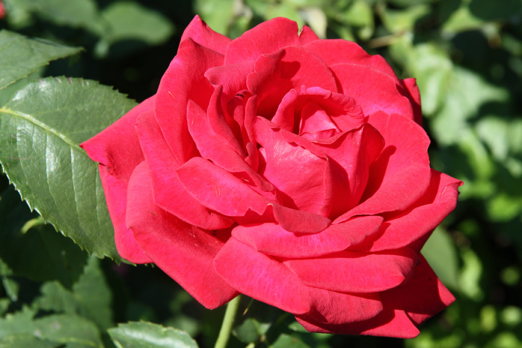 růže Ferry Porsche