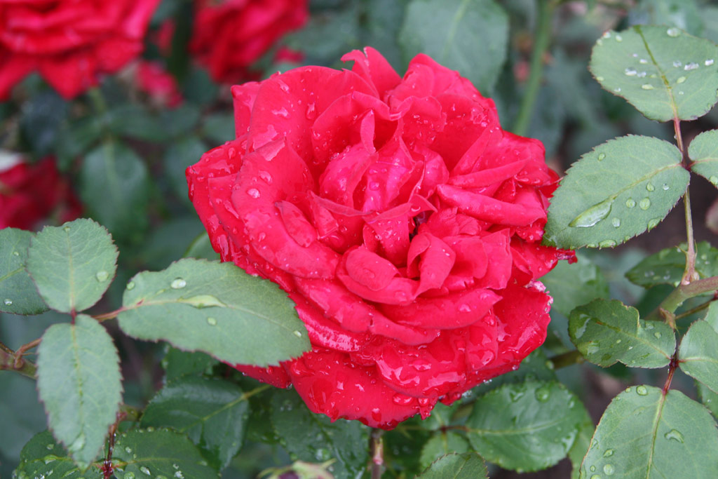 růže Ferry Porsche