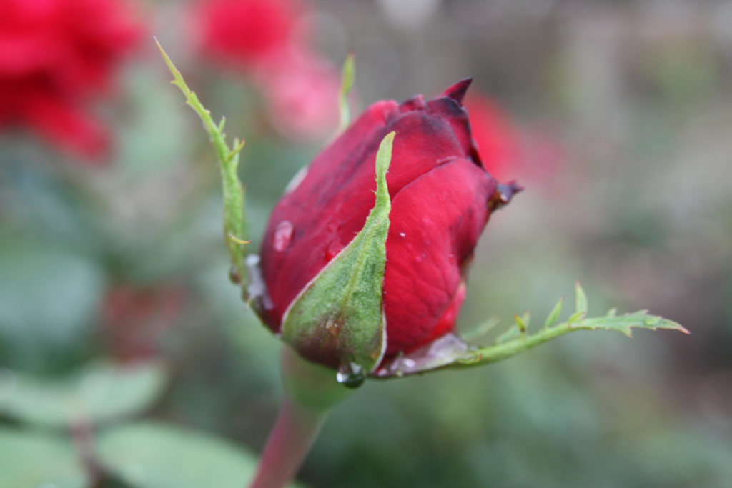 růže Ferry Porsche
