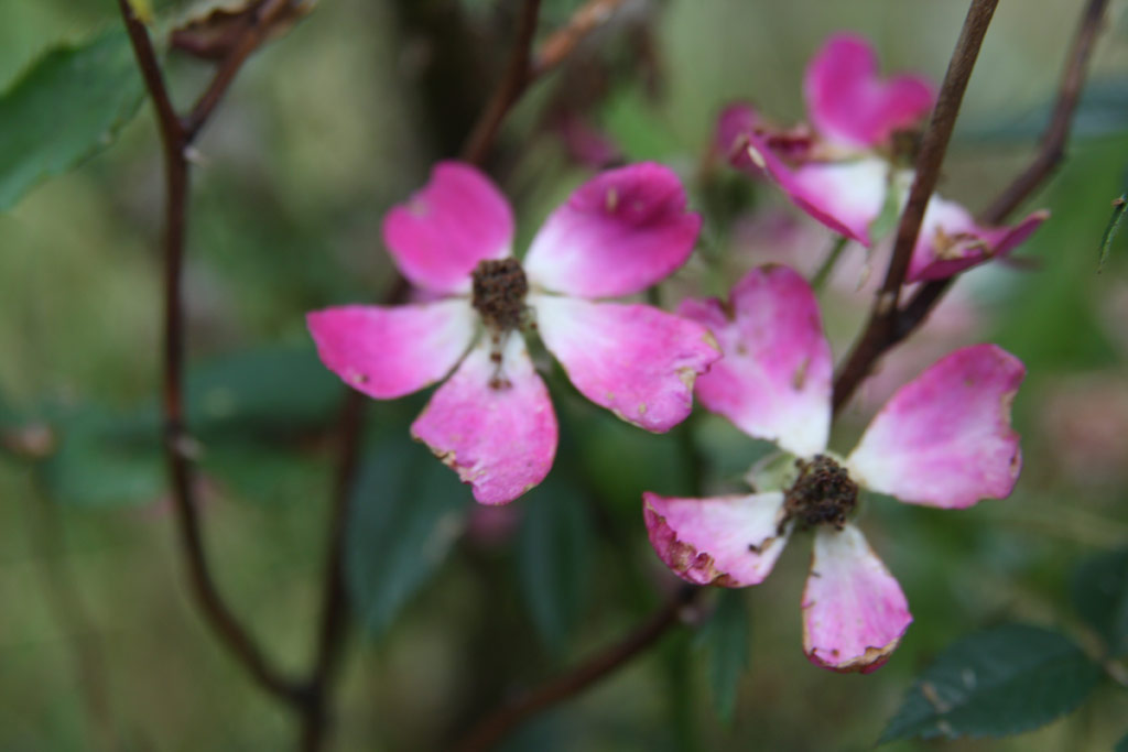 růže Feszty rpd Emlke