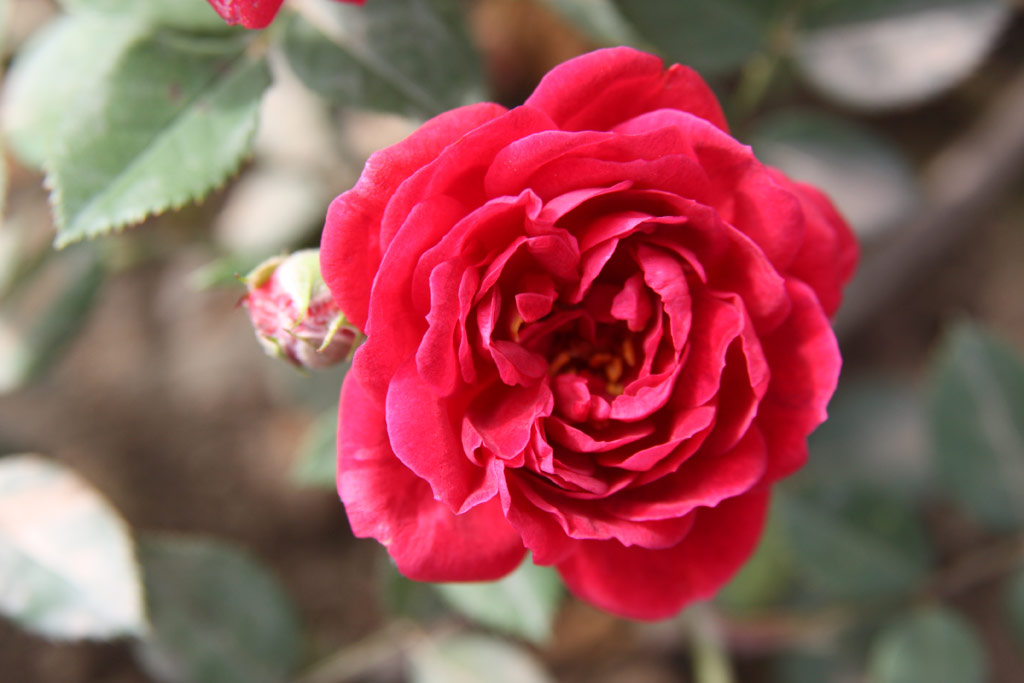 růže Fiesta Ruby