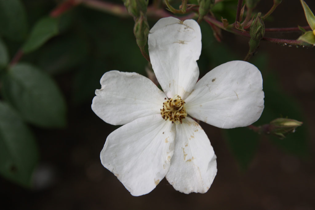 růže Filipes Kiftsgate