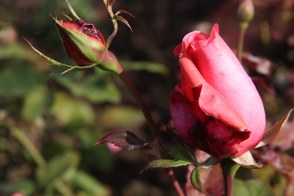 růže First Federal