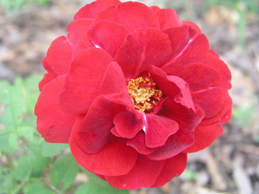 růže Fishermans Friend