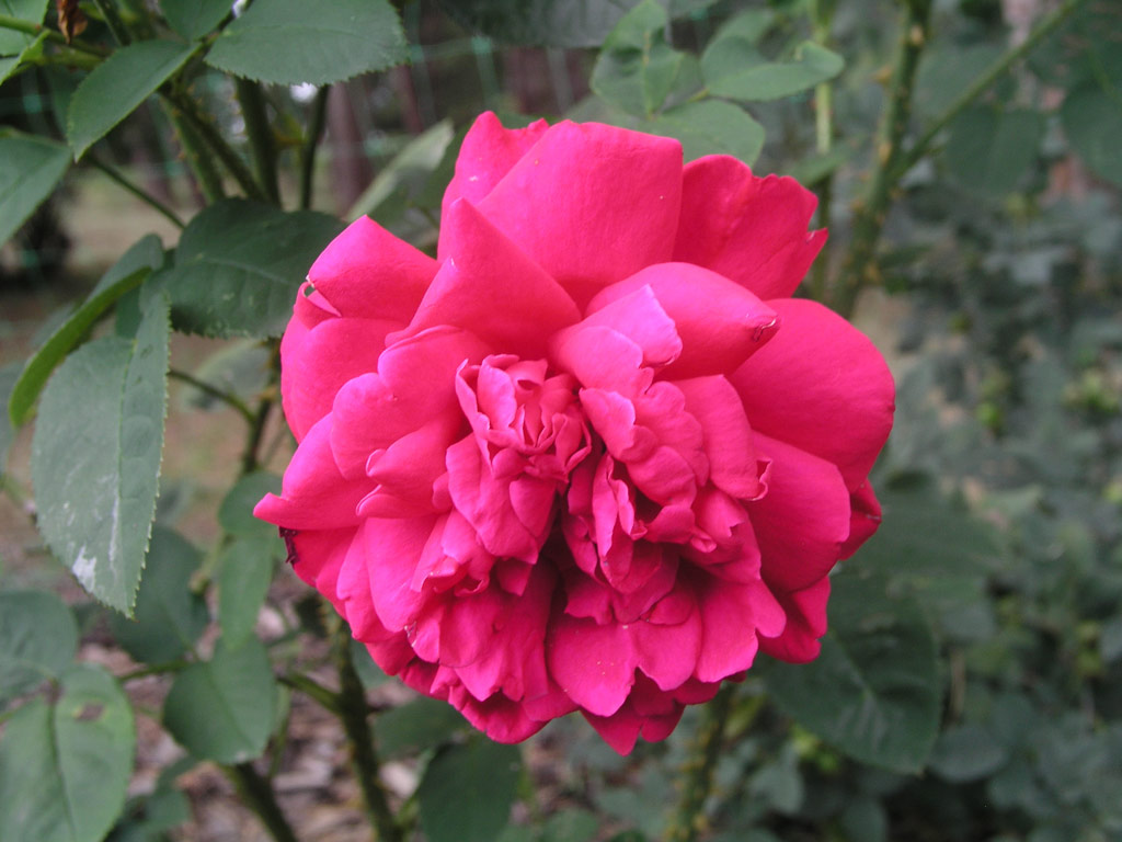 růže Fishermans Friend