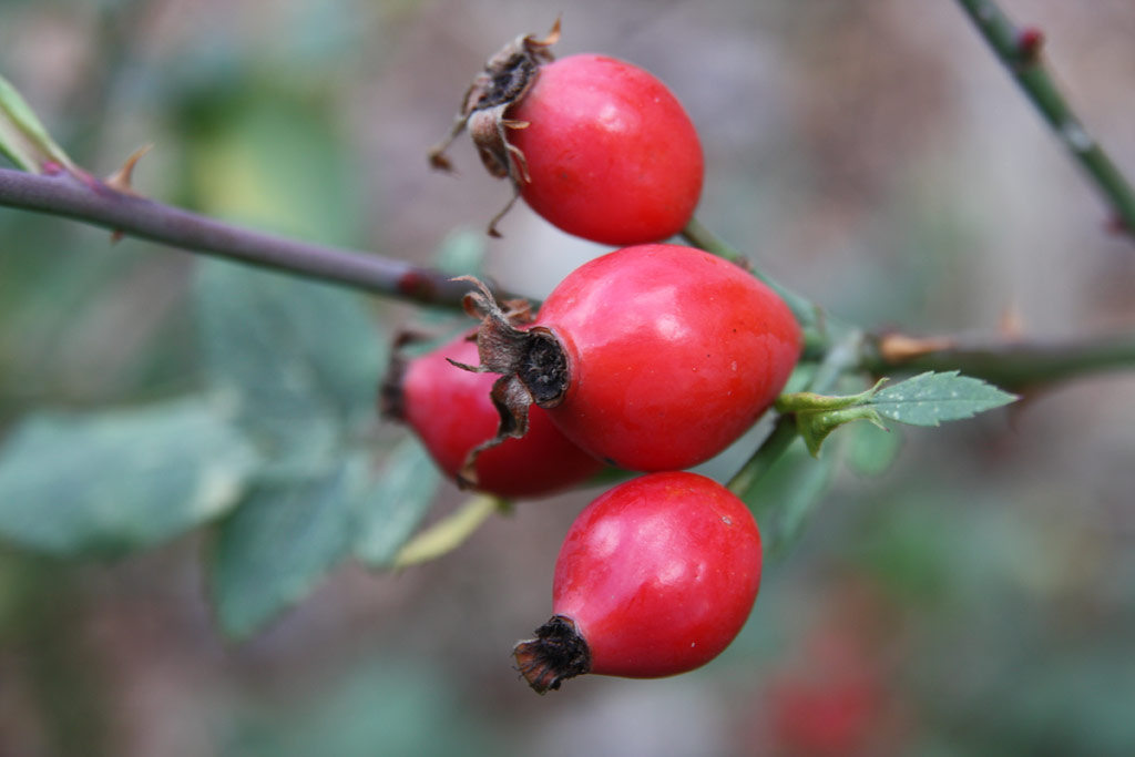 růže Fishermans Friend