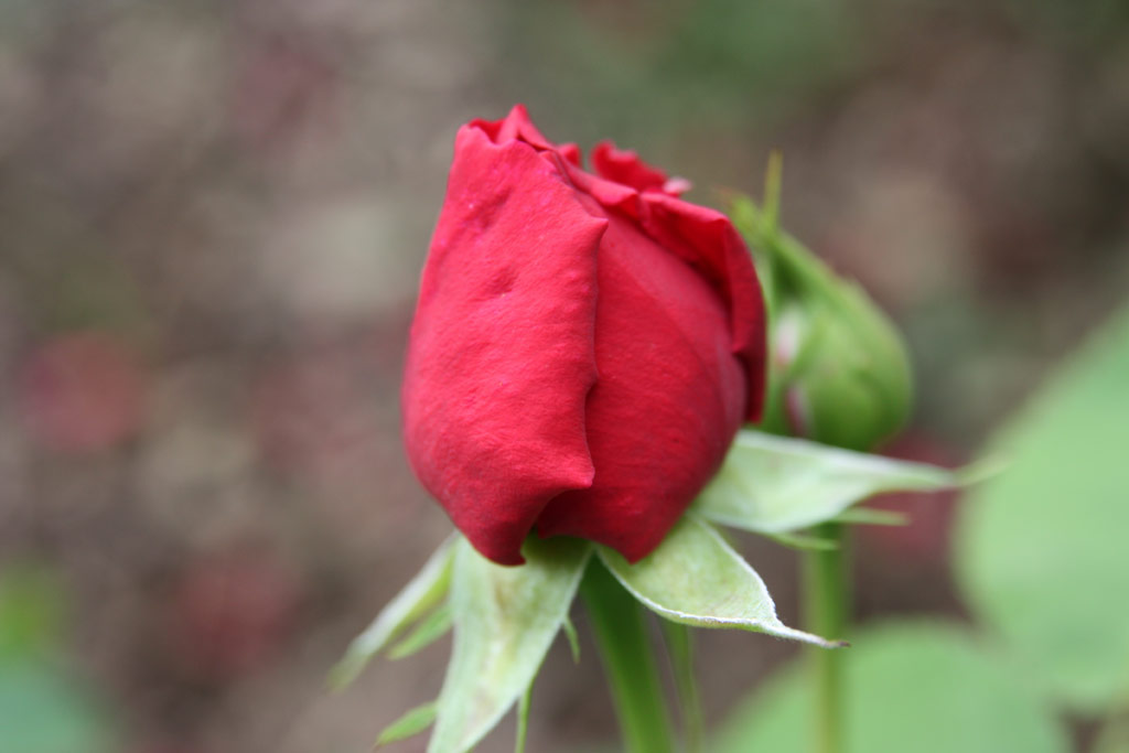 růže Fishermans Friend