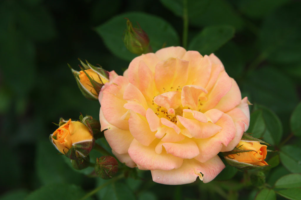 růže Flaming Cover