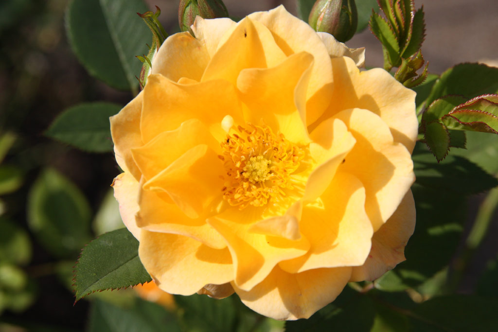 růže Flaming Cover