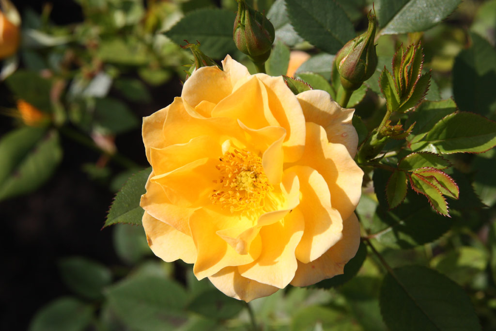 růže Flaming Cover