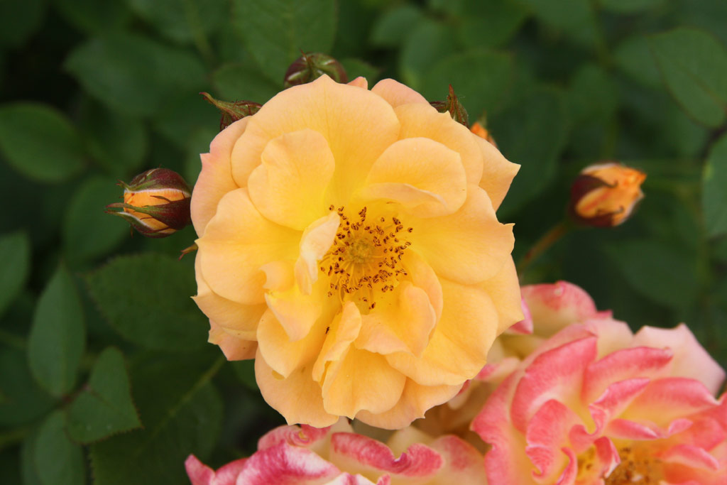 růže Flaming Cover