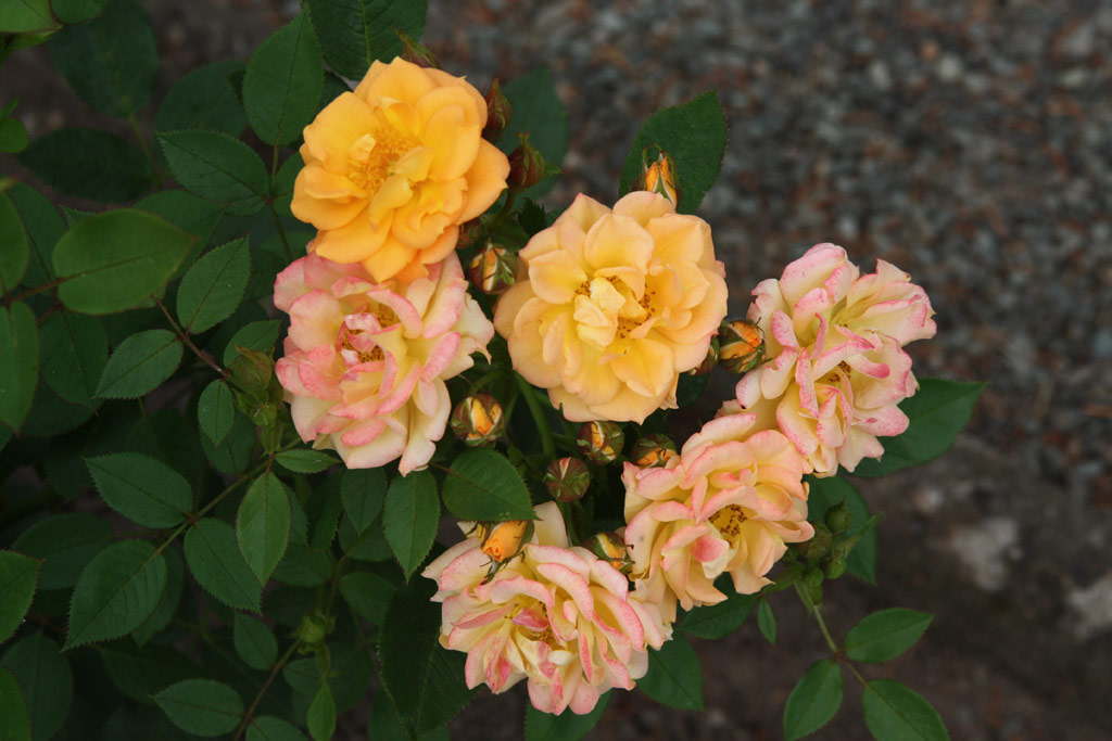 růže Flaming Cover