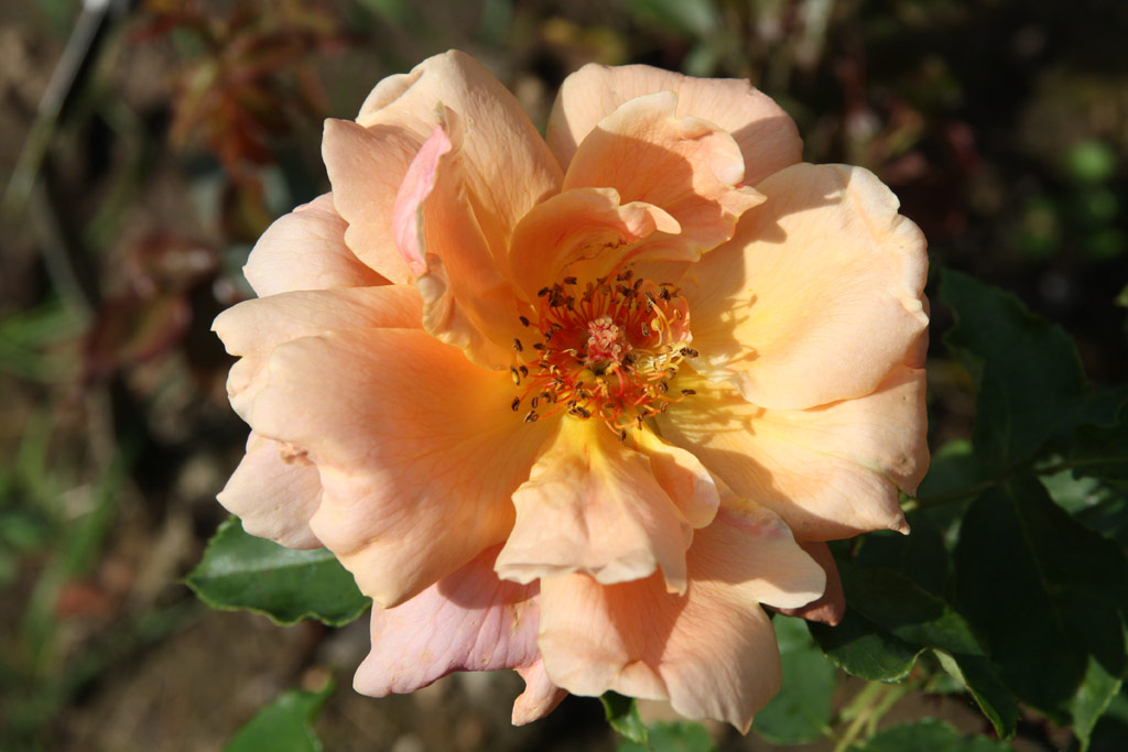 růže Florentina (Giacomasso)