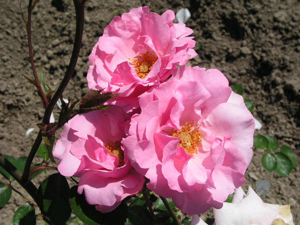 růže Fluffy Ruffles