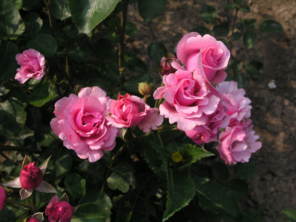 růže Fluffy Ruffles