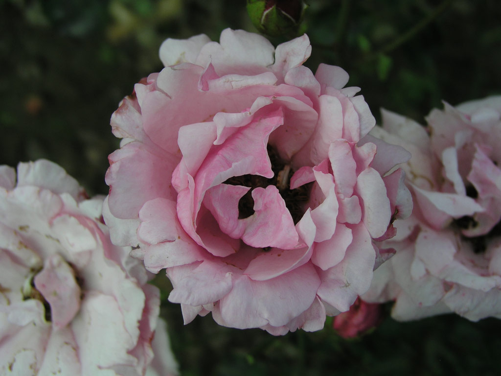 růže Fluffy Ruffles