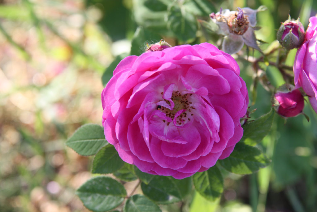 růže Forstmeister Heim