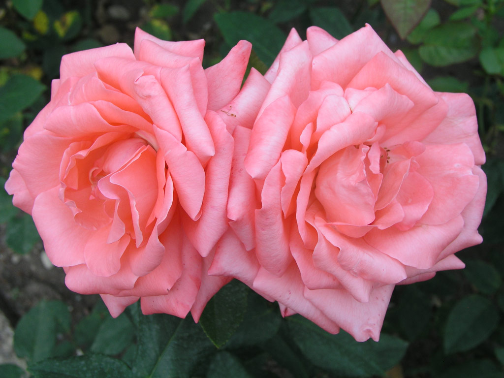 růže Fragrant Houwer