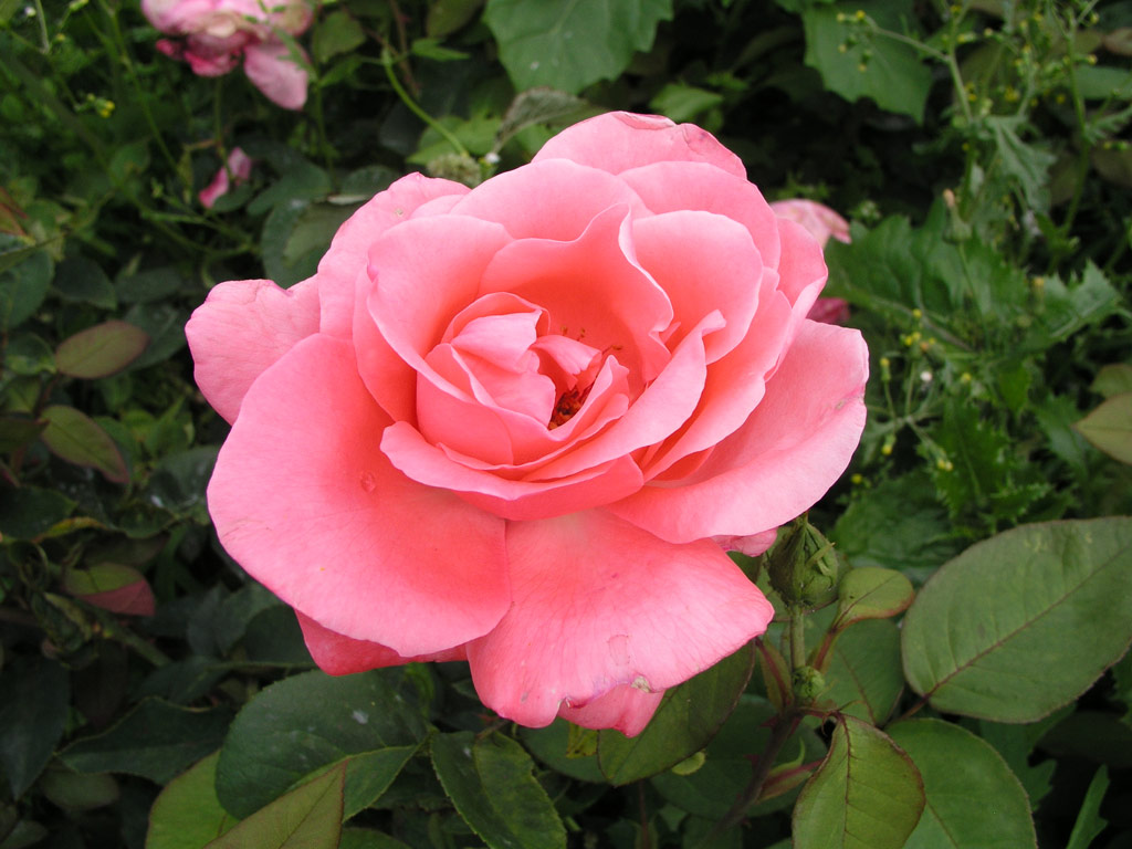 růže Fragrant Houwer