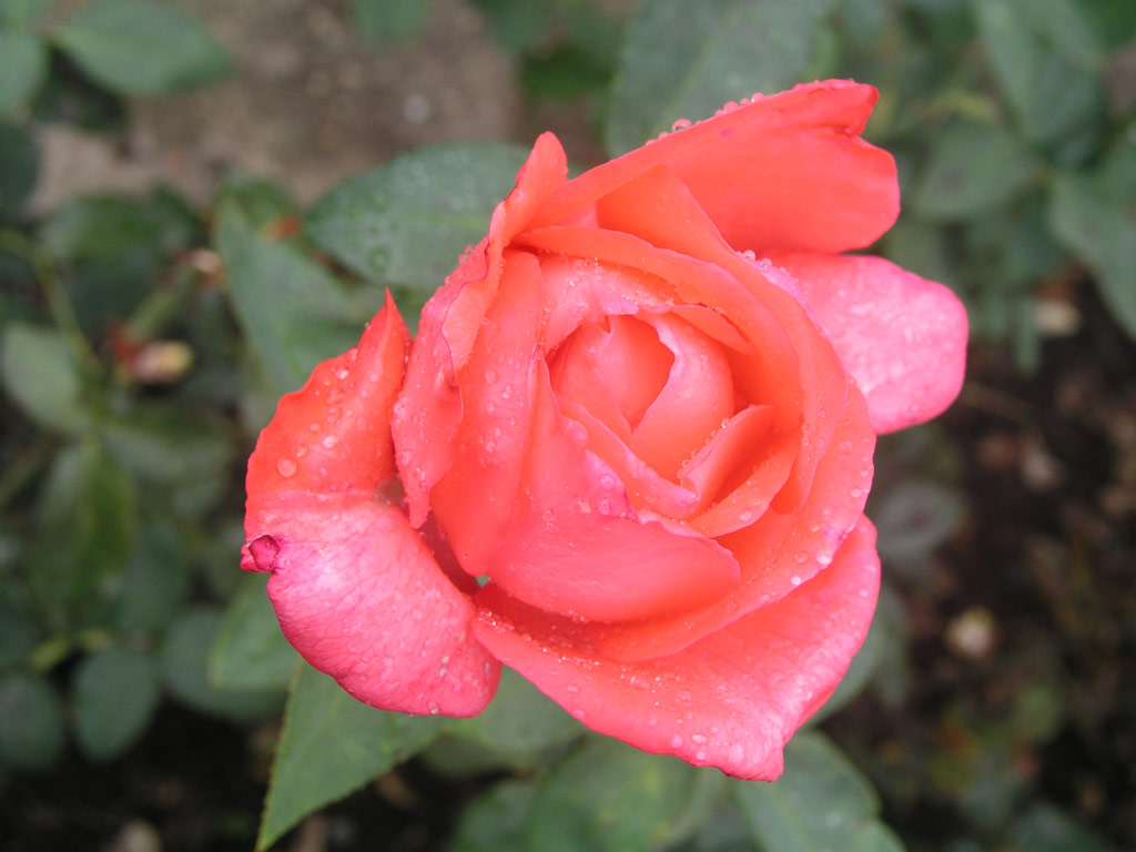 růže Fragrant Houwer