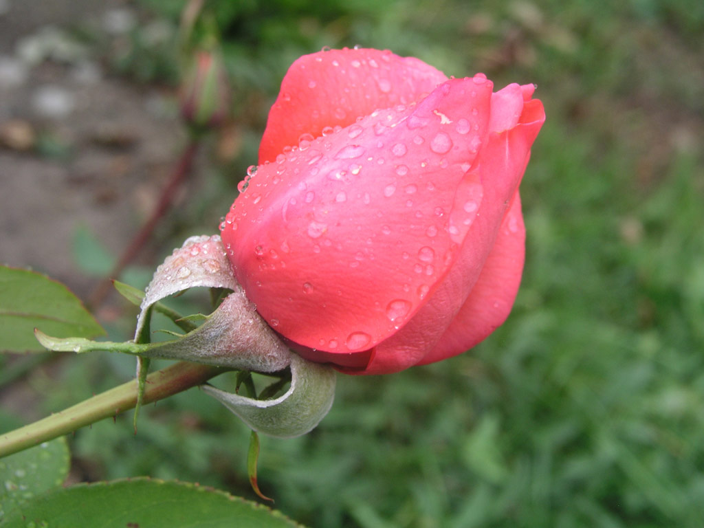 růže Fragrant Houwer