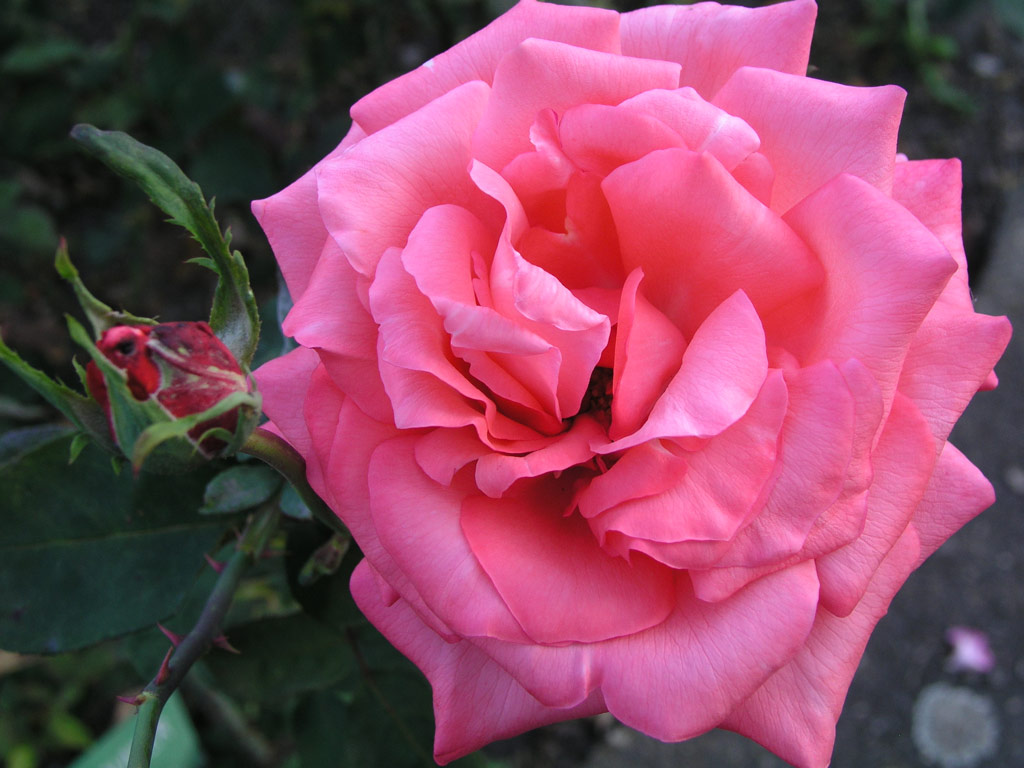 růže Fragrant Houwer