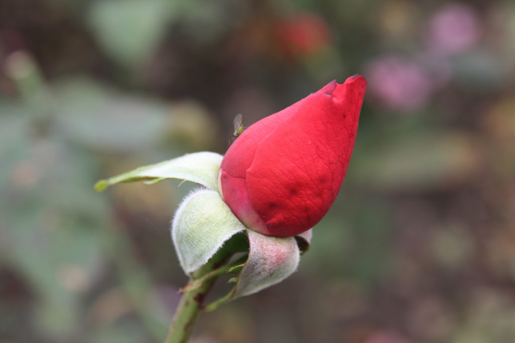 růže Fragrant Houwer