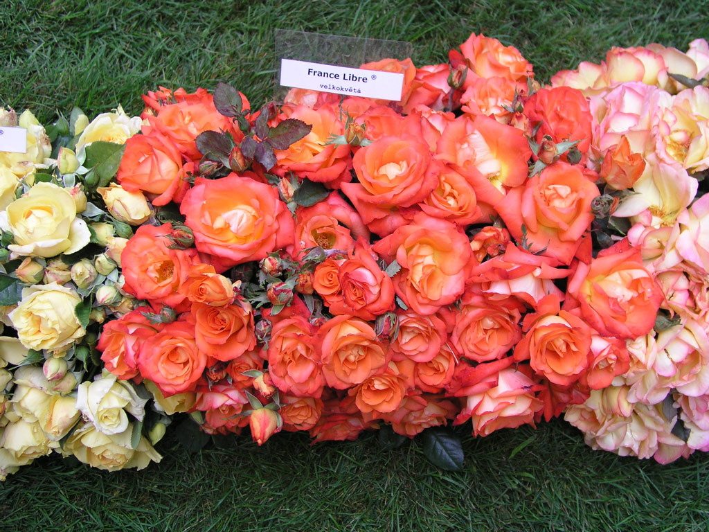 růže France Libre