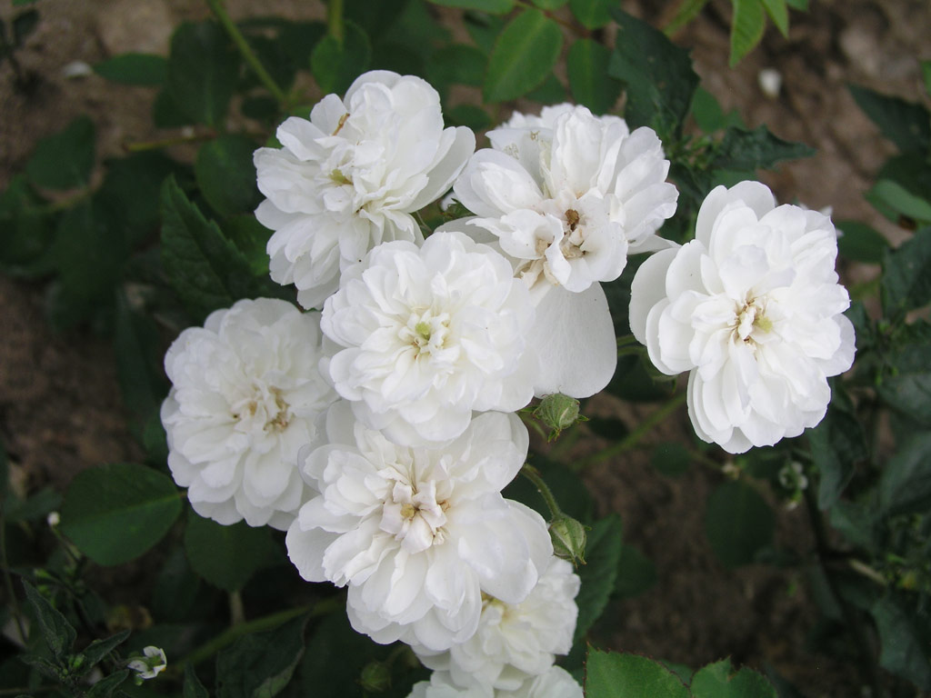 růže Francine Austin