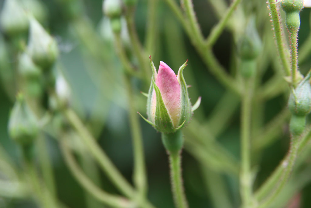 růže Francis E. Lester
