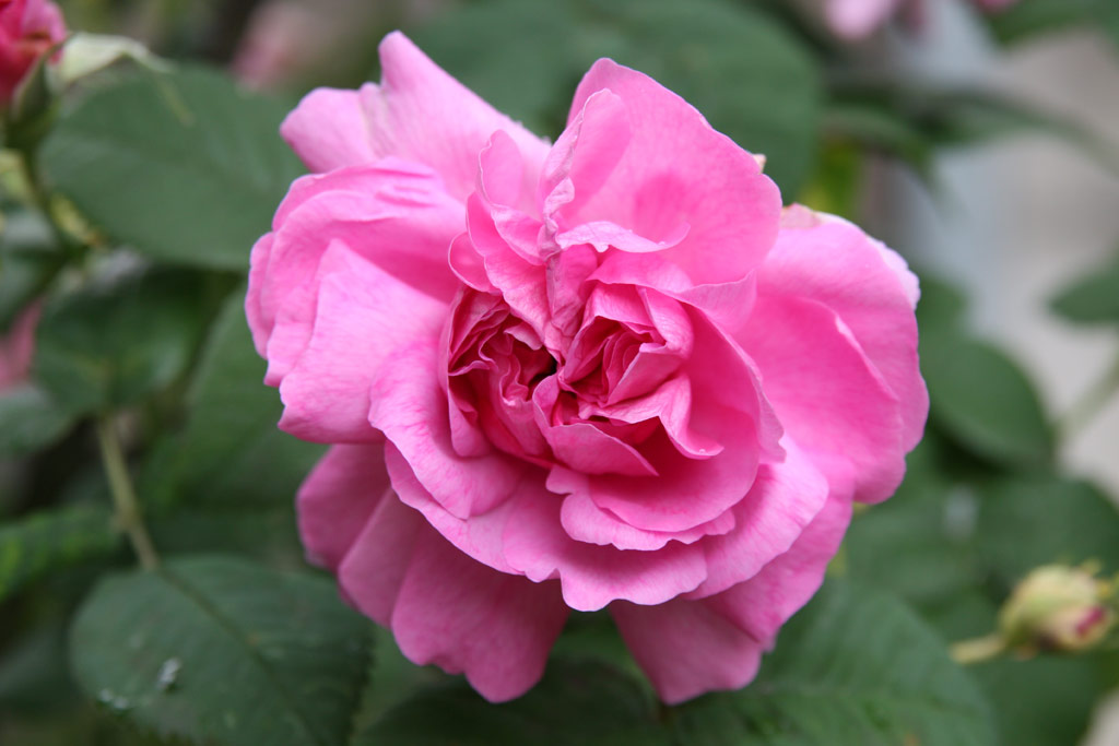 růže Francofurtana