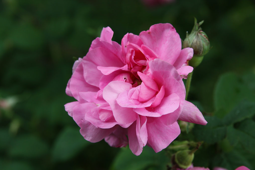 růže Francofurtana