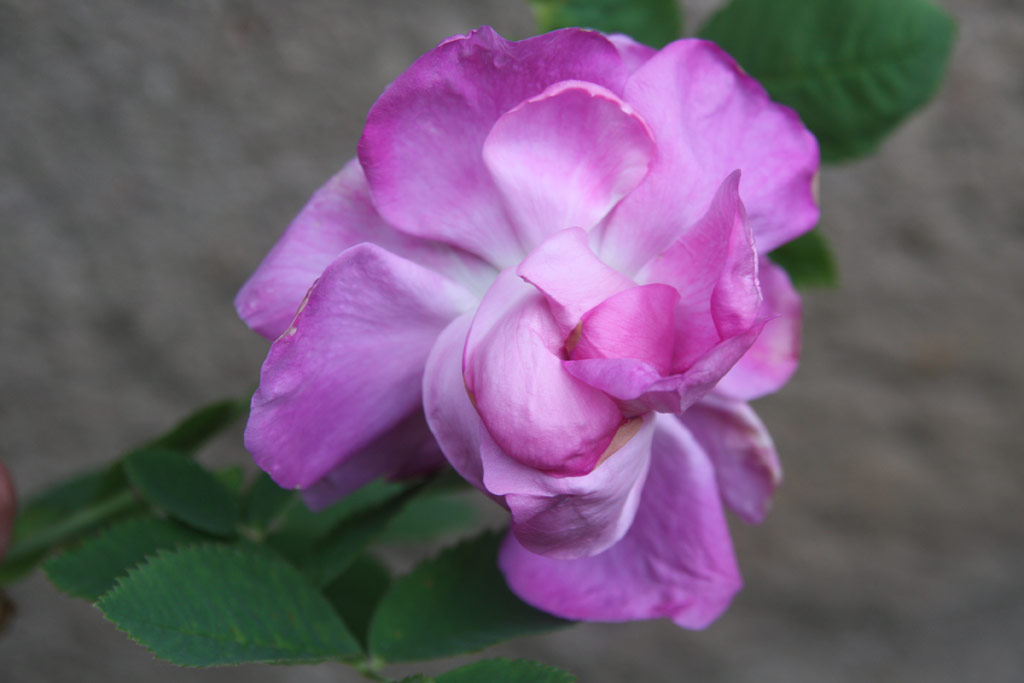 růže Francofurtana