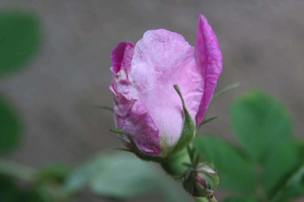 růže Francofurtana