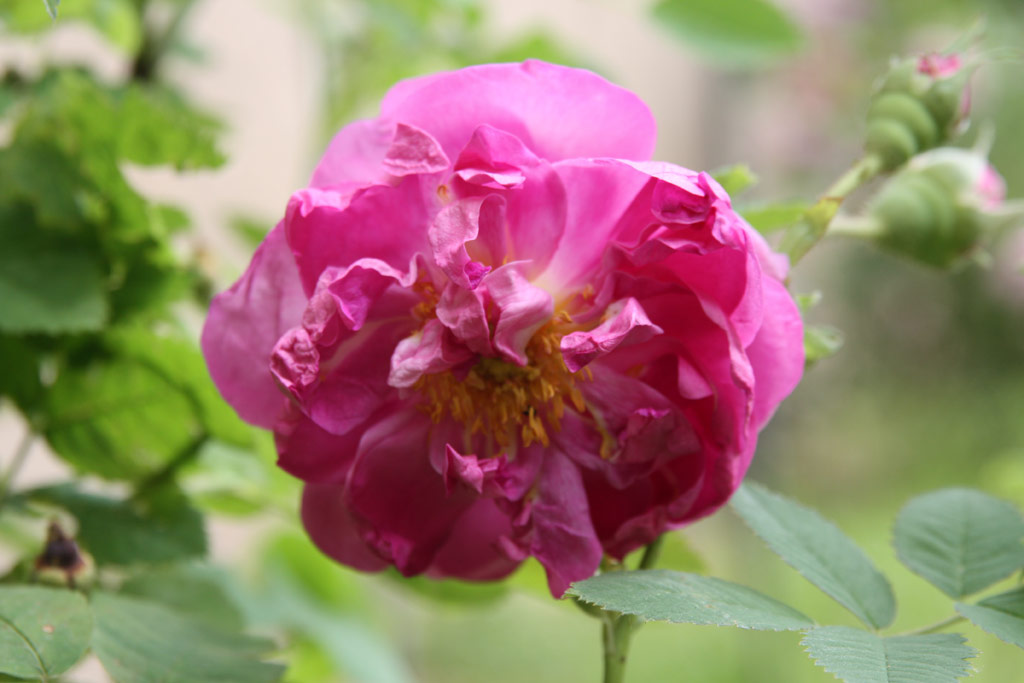 růže Francofurtana