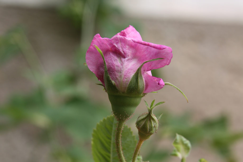 růže Francofurtana