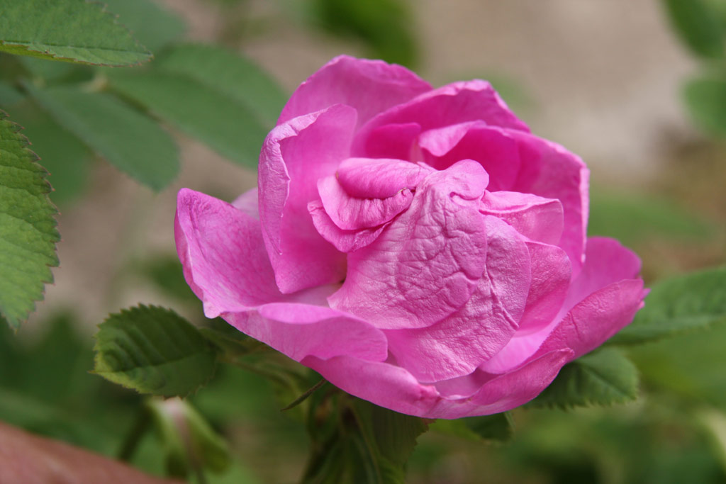 růže Francofurtana