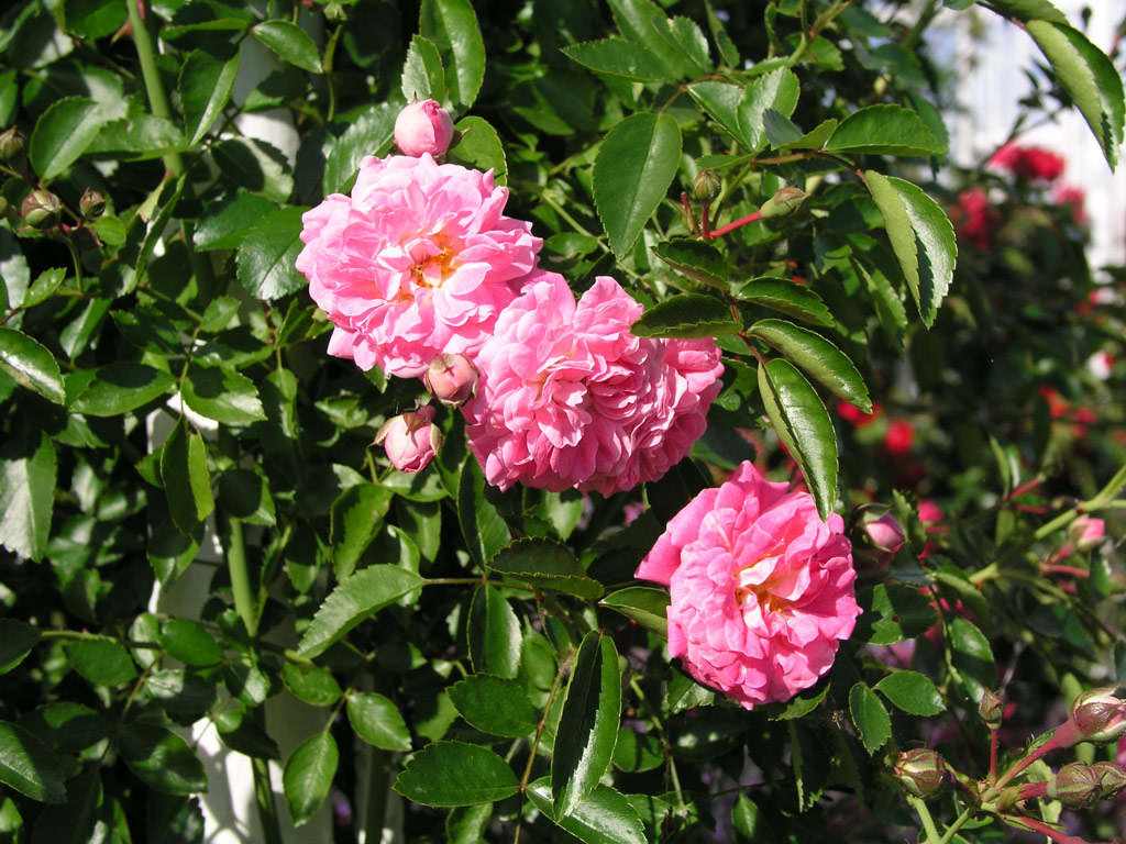 růže Francois Juranville