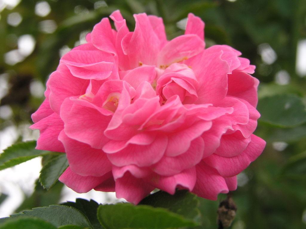 růže Francois Juranville