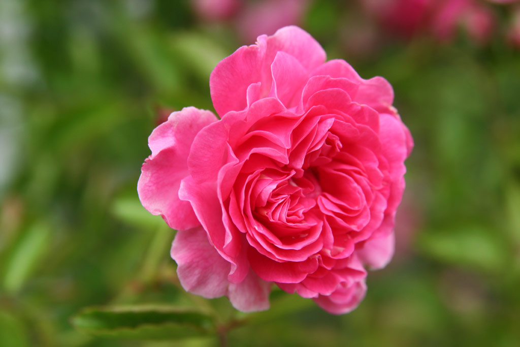 růže Francois Juranville