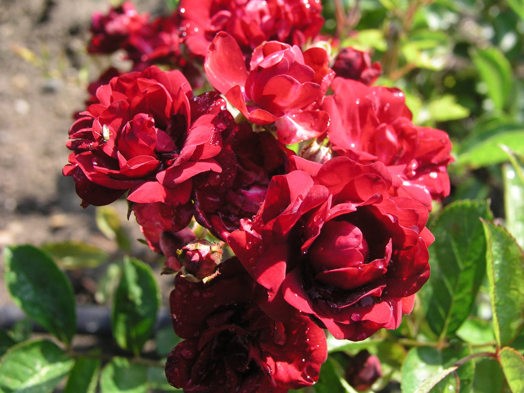 růže Frantiek Valek