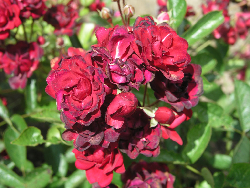 růže Frantiek Valek