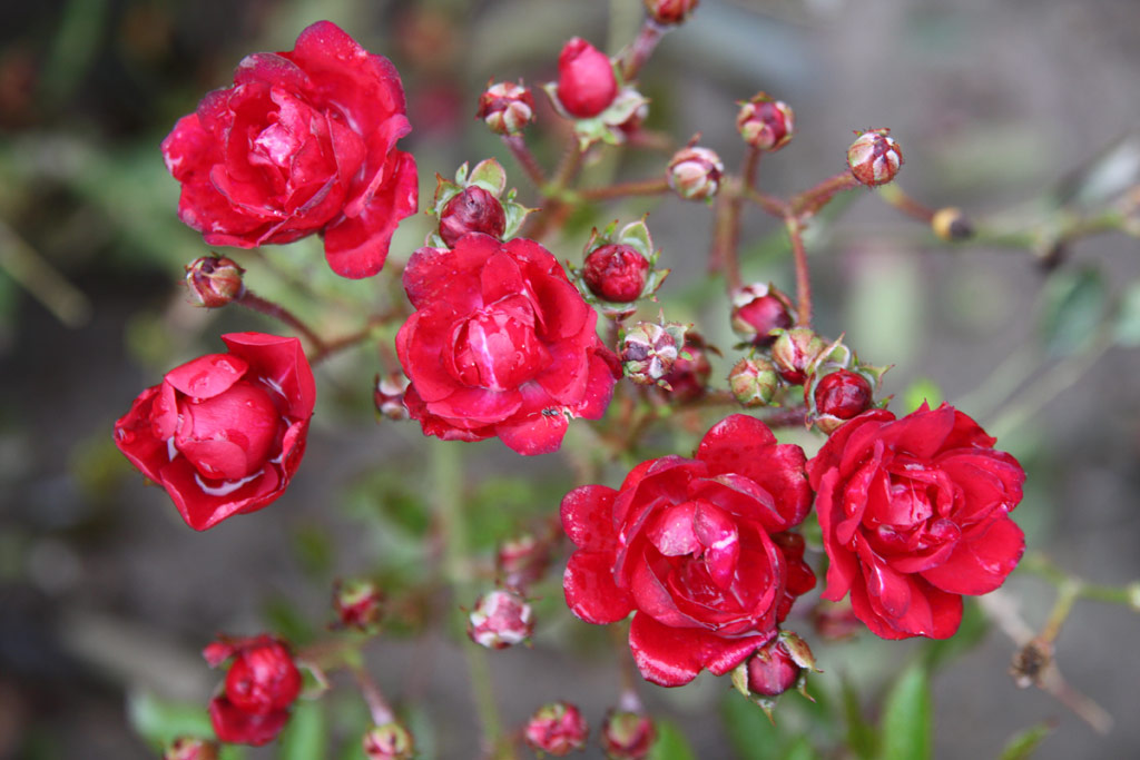 růže Frantiek Valek