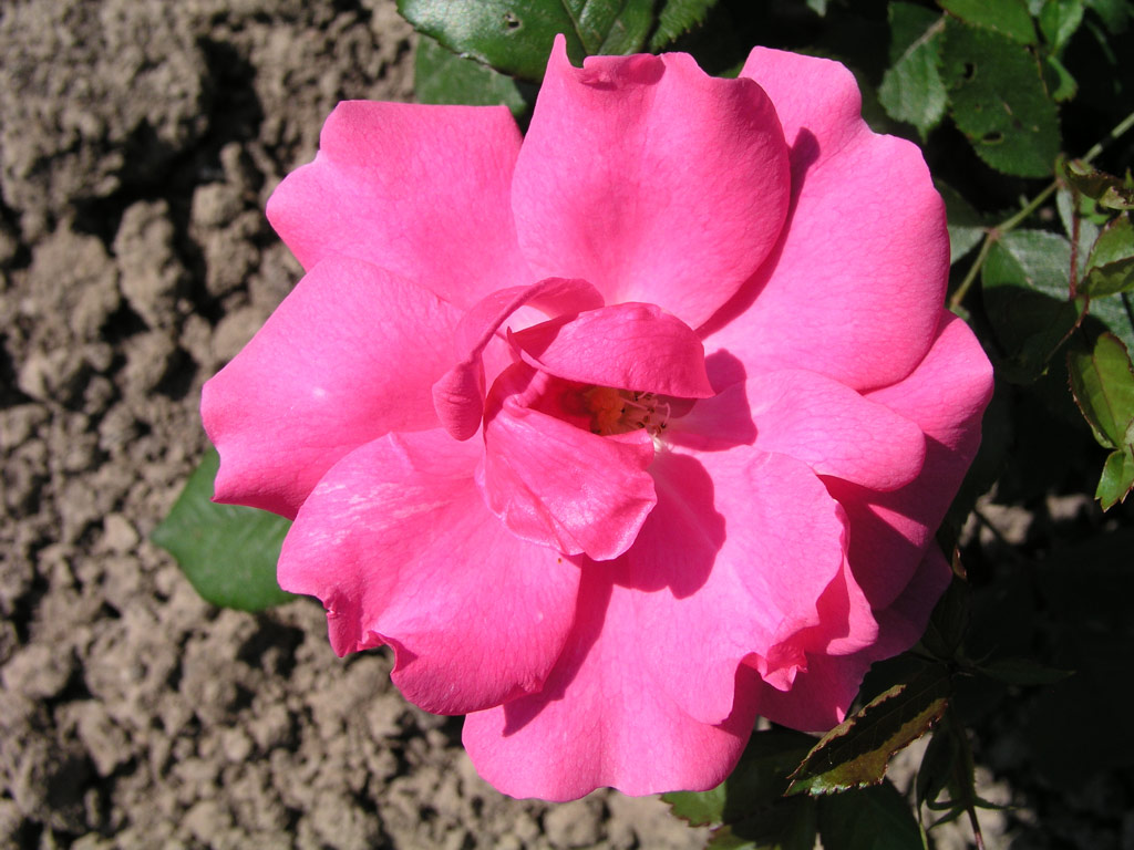 růže Frau Astrid Sp�th