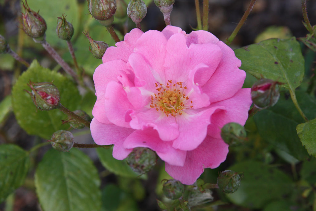 růže Frau Astrid Spth