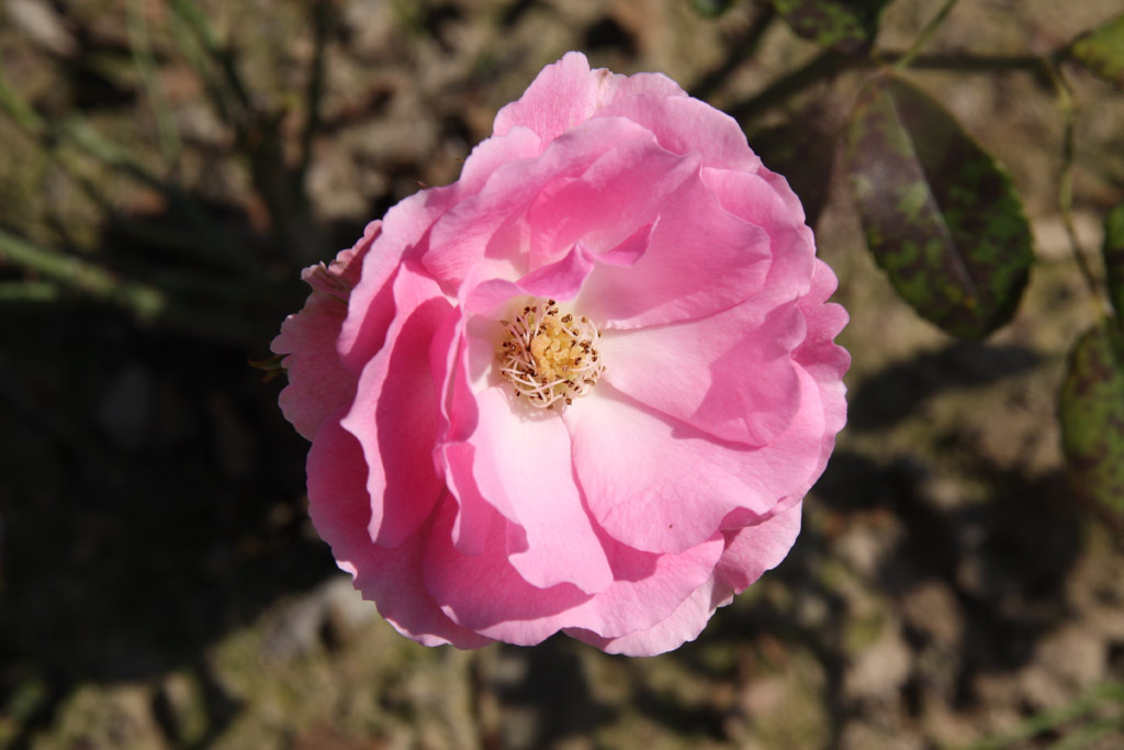 růže Frau Astrid Spth