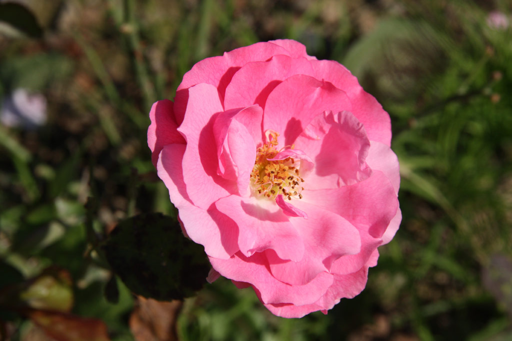 růže Frau Astrid Spth