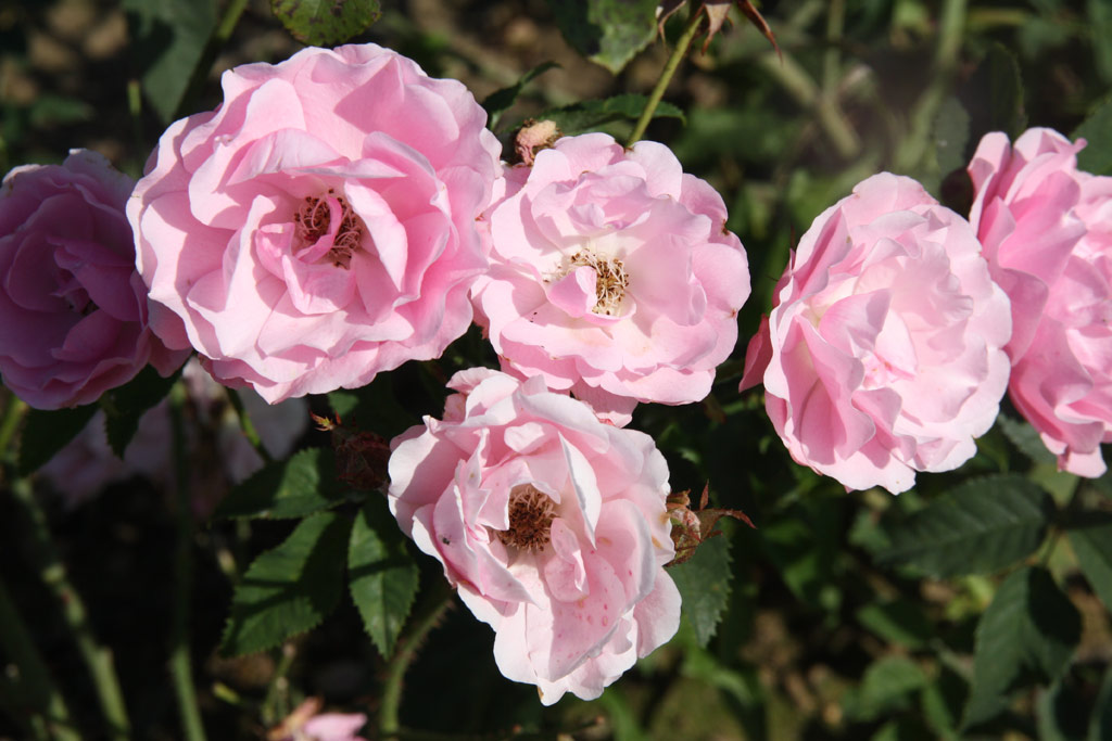 růže Frau Astrid Spth